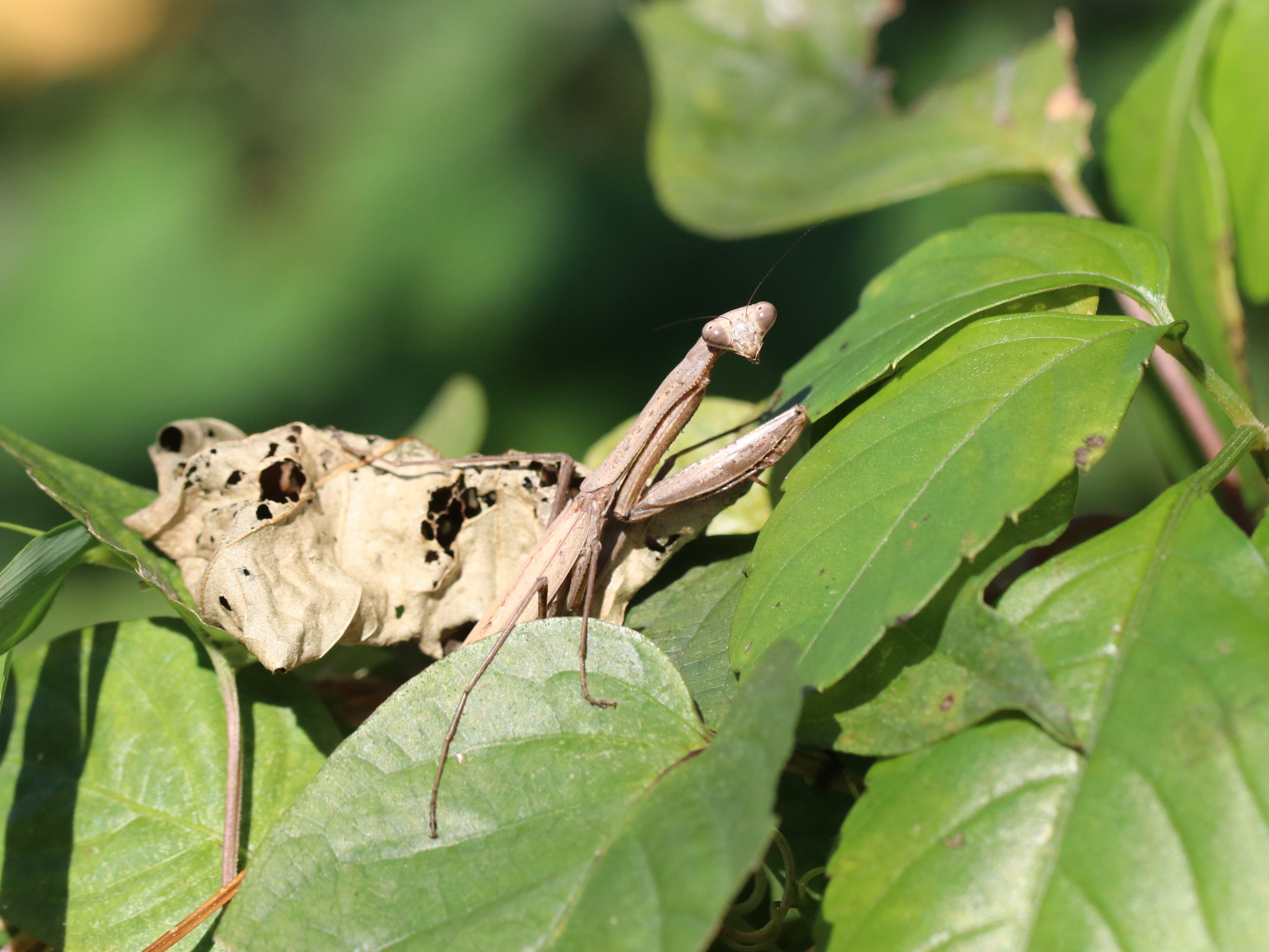 コカマキリ